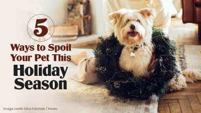 5 Ways to Spoil Your Pet This Holiday Season