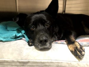 Older dog